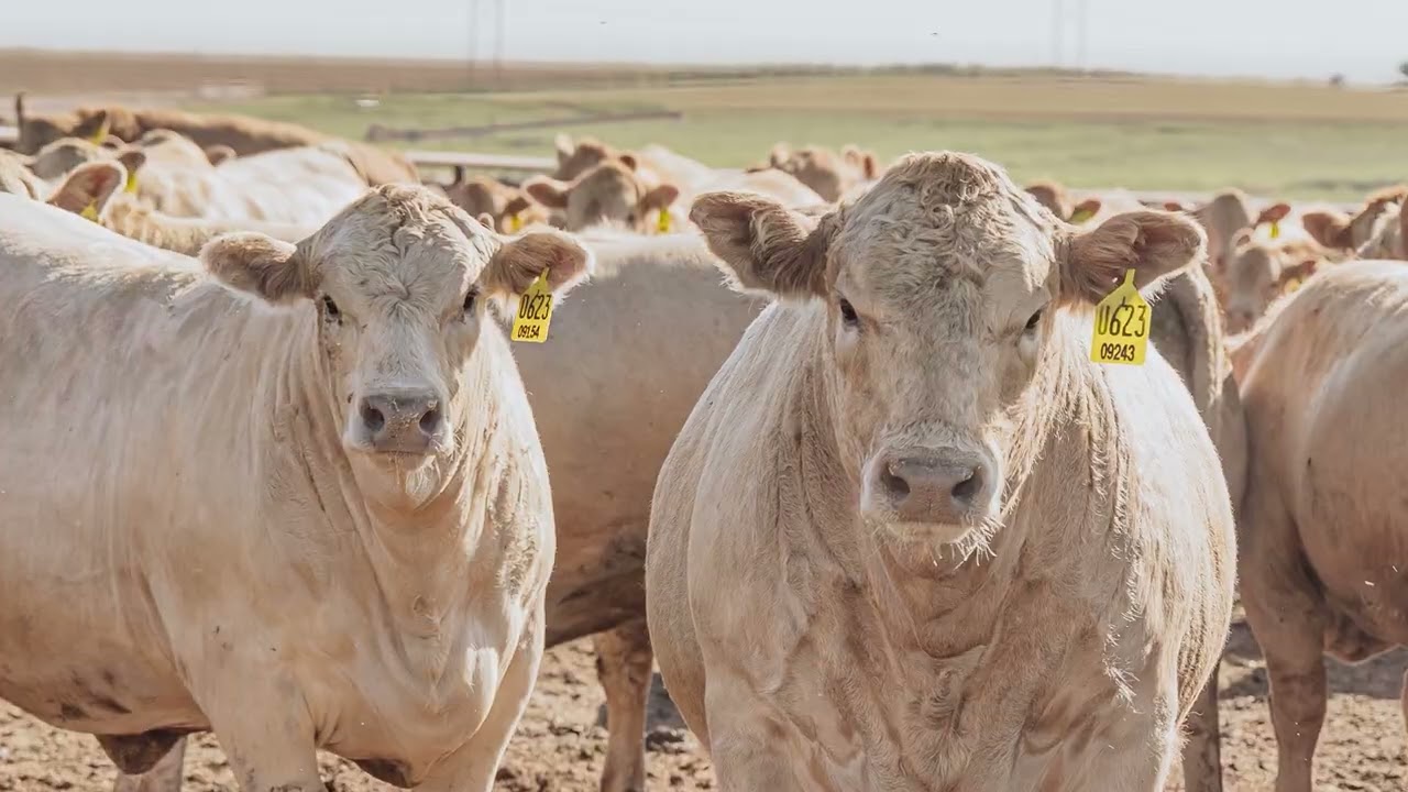 &ldquo;For us, it&rsquo;s a matter of dollars and cents&rdquo;Taylor StabelKearny County Feeders