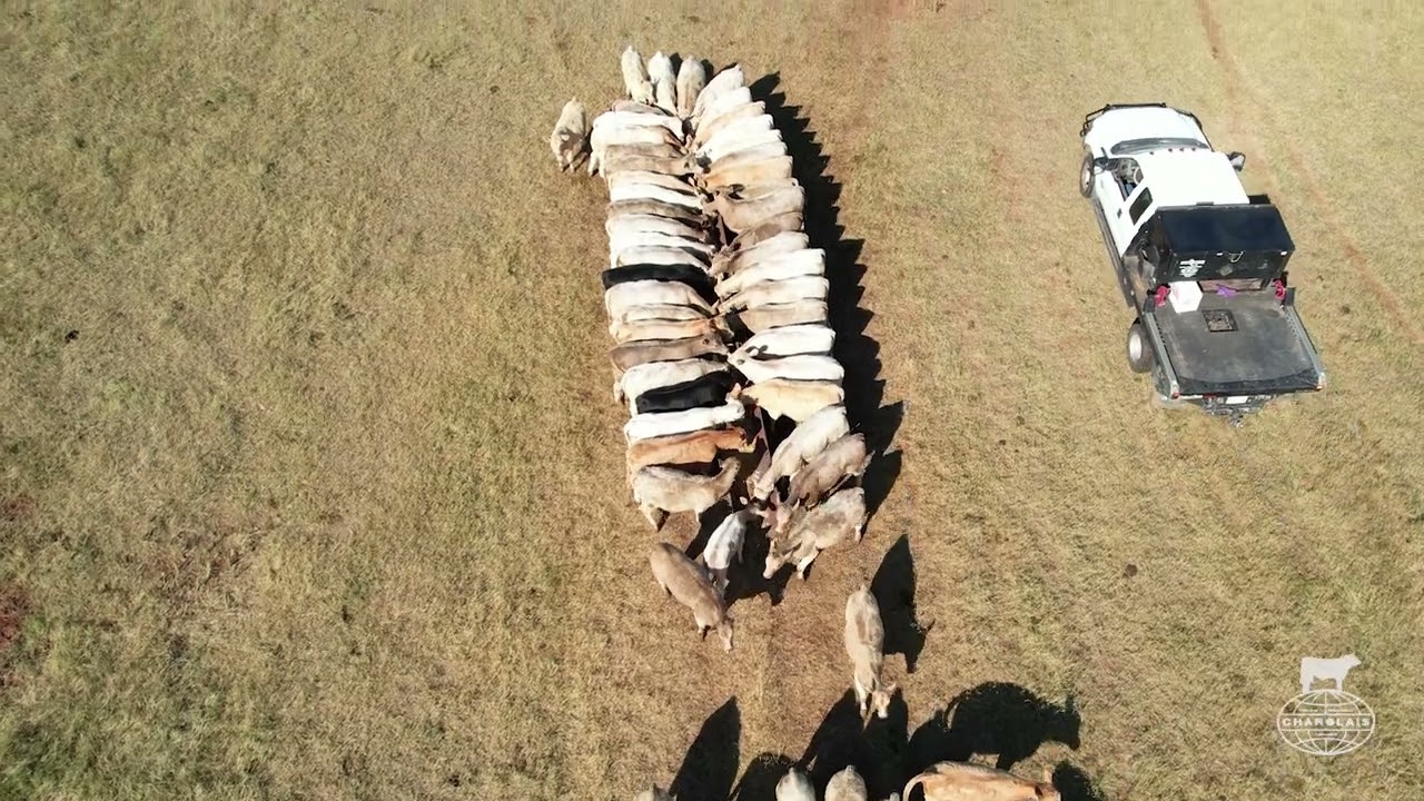 &ldquo;Those calves don&rsquo;t ever miss a beat. With having Charolais, you just know what you&rsquo;re going to get&rdquo;Zach Tague