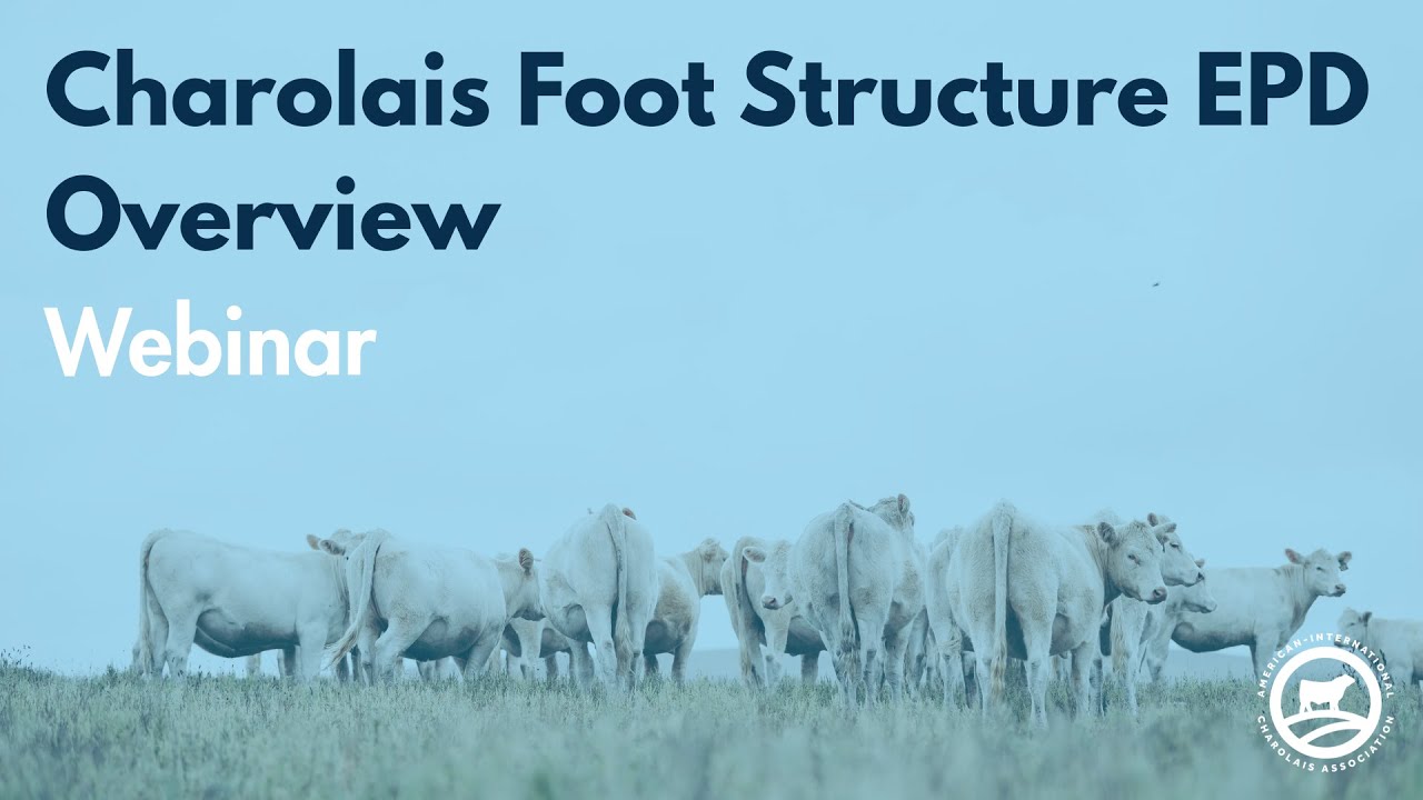 Charolais Foot Structure EPD Overview